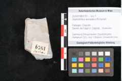 Foto (Objekt + Etikett) von Glyptostrobus europaeus Brongniart (NHMW-GEO-2024-0188-6761)